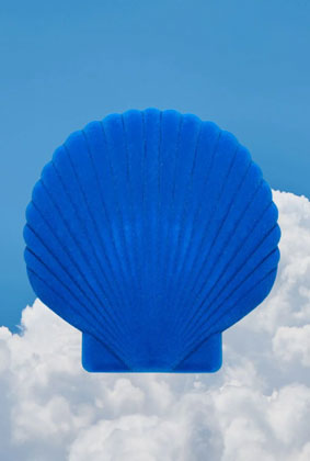 Shell Jewelry Box
