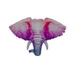 Exotic Elephant
