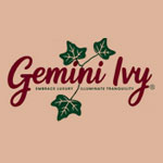Gemini Ivy